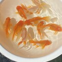 MIX金魚の子供差し上げます！
