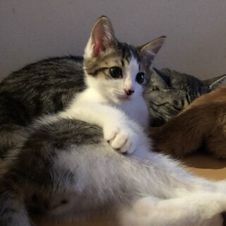 ありがとうございました★ふわふわ可愛い雉白ちゃん