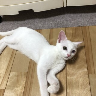 ありがとうございました★可愛い白猫エルメスちゃん