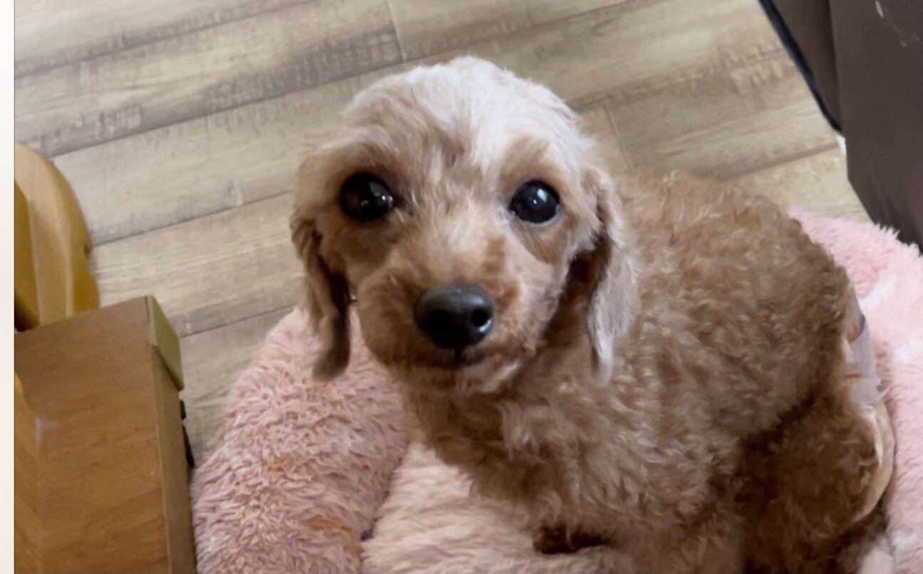 大人しいトイプードル ゆ 神奈川県 犬の里親募集 ペットのおうち 月間利用者150万人