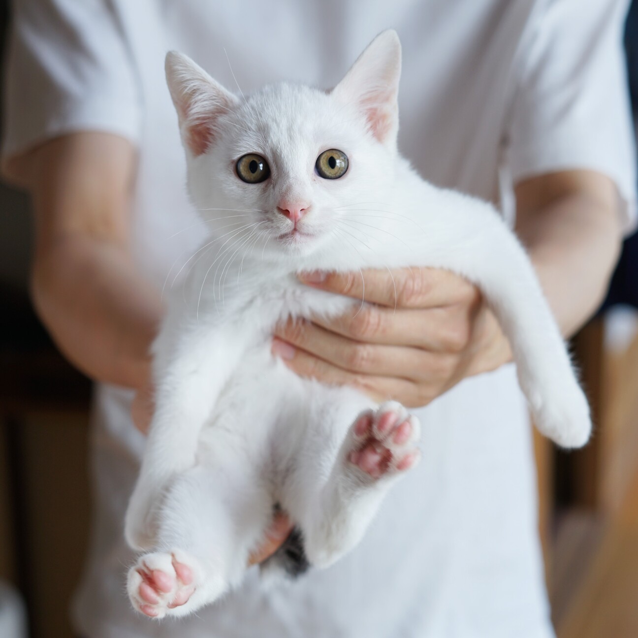 うさぎみたい 2ヶ月白キ 岡山県 猫の里親募集 ペットのおうち 月間利用者150万人
