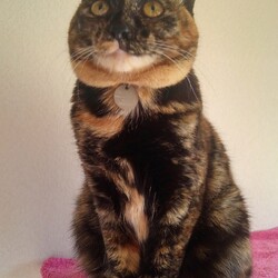 「騙された・・・」サムネイル2