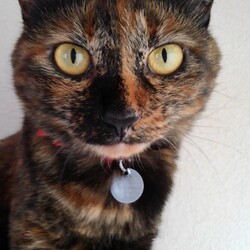 「騙された・・・」サムネイル3