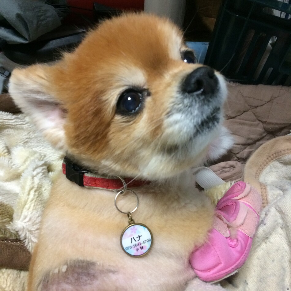 ハナのカバー写真