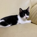 子猫里親募集