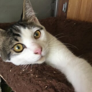 4か月くらいの男の子の子猫里親さん募集！