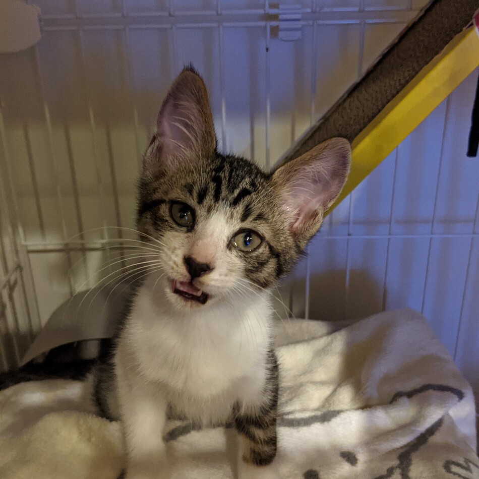 まるのカバー写真