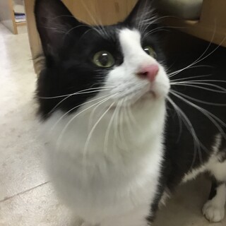 オスの優しいハチワレ君の里親さん募集！