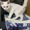セルカークレックスの子猫　メス