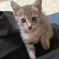 子猫ちゃん里親募集