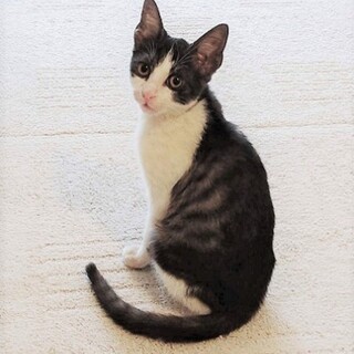 人馴れ抜群！猫が初めての人にもオススメ⭐️
