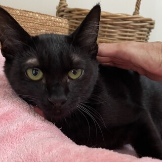里親決定。黒猫こうじ君