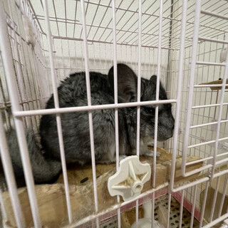 【募集一時中止】チンチラ