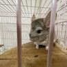 【募集一時中止】チンチラ サムネイル2