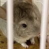 【募集一時中止】チンチラ サムネイル3