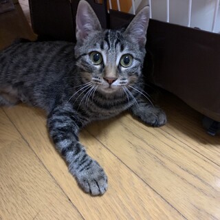 里親決定‼️幸せの鍵しっぽマハロちゃん♡