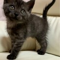 人気の黒猫ちゃん♡つきみちゃん