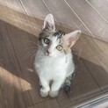 里親決定‼️可愛すぎるキジ白あめちゃん♡