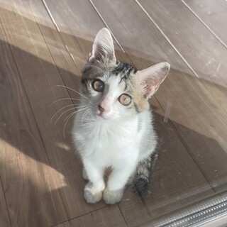 里親決定‼️可愛すぎるキジ白あめちゃん♡