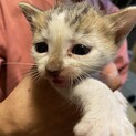 子猫　生後1ヶ月男の子