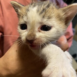 子猫　生後1ヶ月男の子