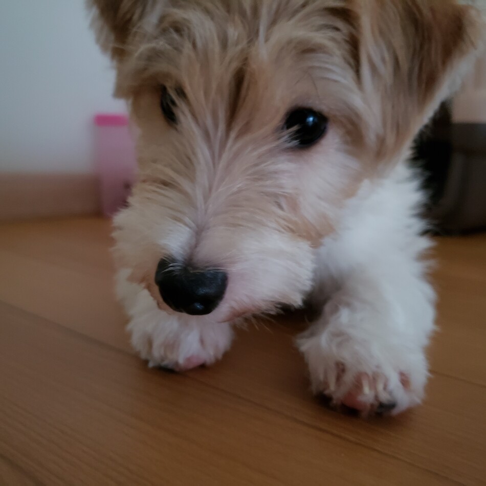 おもちのカバー写真