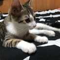 ゴロゴロ人間大好きキジシロの女の子4.5ヶ月