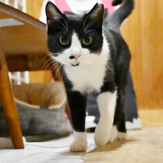 元気な甘えん坊の黒白女子、きなこちゃんです！