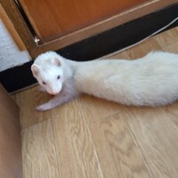 もんたろう