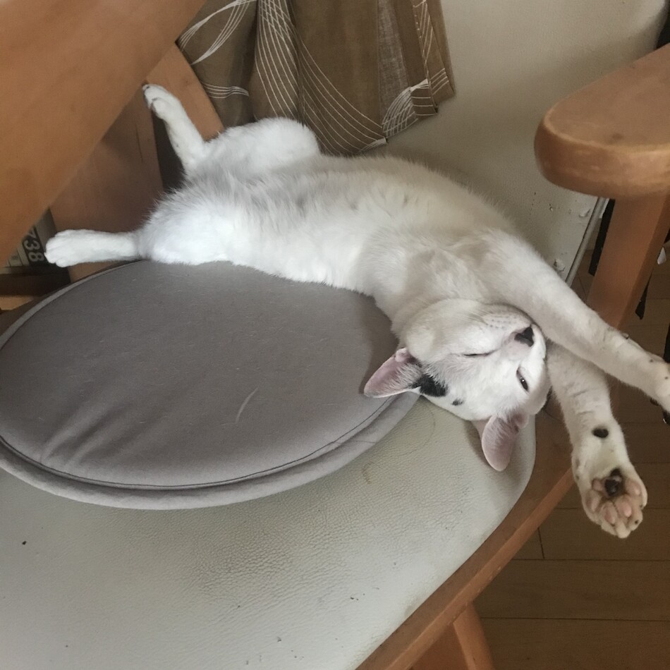 フクのカバー写真