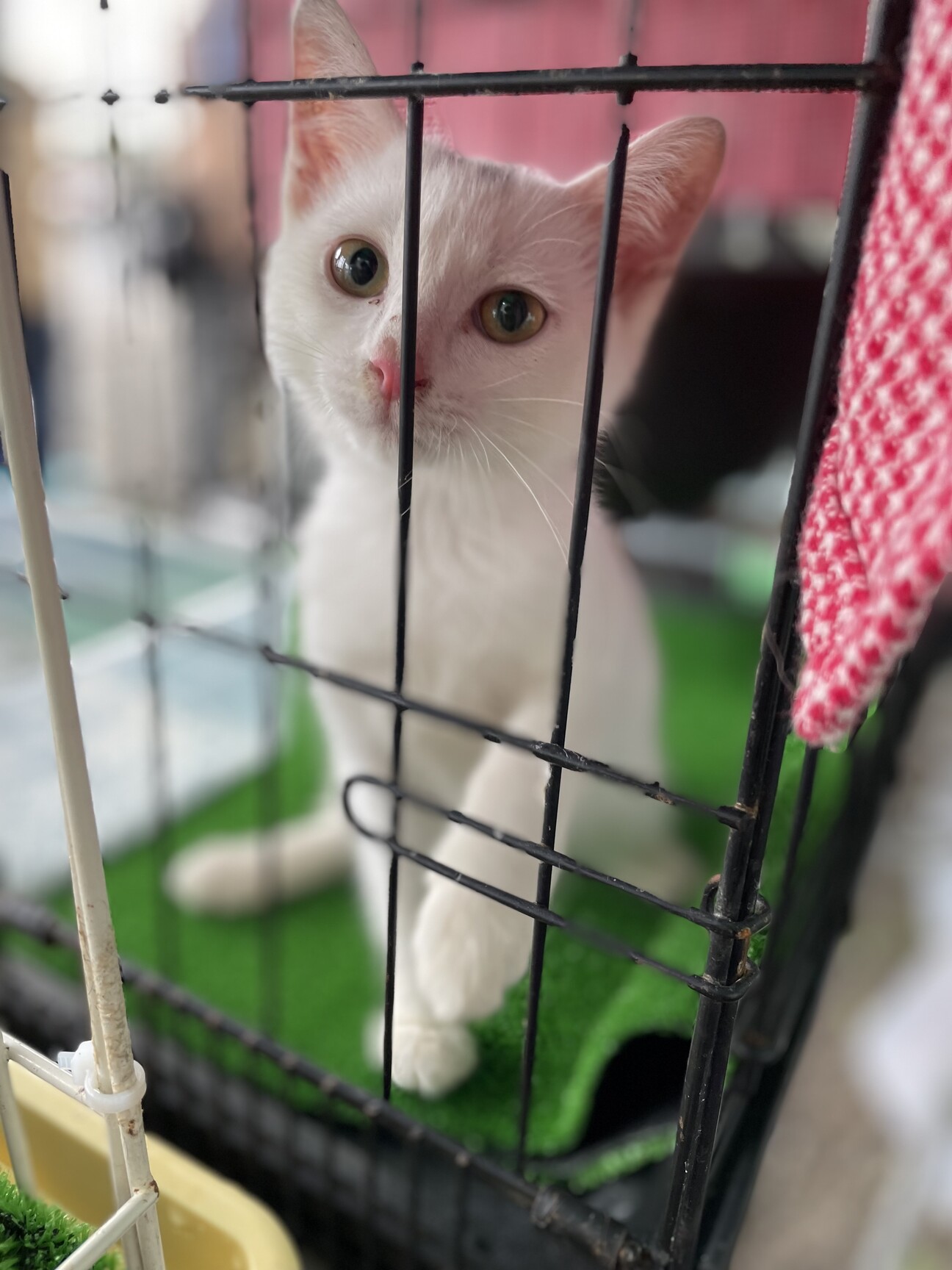 保護猫を迎えませんか 白猫 茨城県 猫の里親募集 ペットのおうち 月間利用者150万人