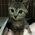 キジトラ2ヶ月女の子