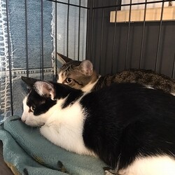里親さんの元に2匹で！