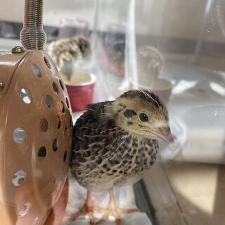 並ウズラ4羽　2021.9.18生まれ