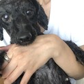 黒プー　トイプードル　再募集
