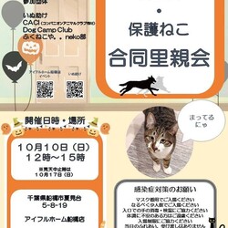 千葉県船橋市開催/保護ねこ、保護いぬ合同里親会