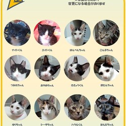 千葉県船橋市開催/保護ねこ、保護いぬ合同里親会 サムネイル2