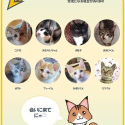千葉県船橋市開催/保護ねこ、保護いぬ合同里親会 サムネイル3