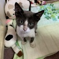 珍しい柄の子猫です。（交渉中）