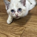 左腕に障害