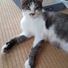 デレデレのひとなれ猫さんです。 サムネイル4