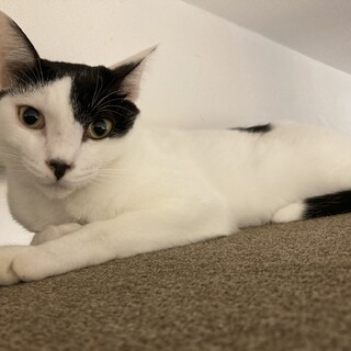 【しっぽ】スリゴロの膝のりさん