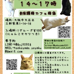 にゃんこ譲渡会