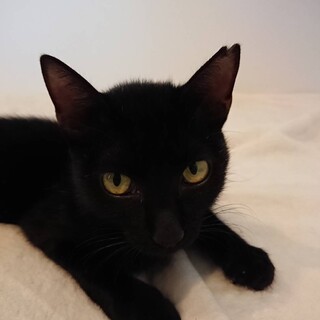 【クロ】抱っこもできる可愛い黒猫さん