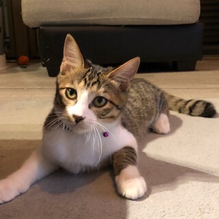 虐待過去ありキジ白甘えん坊イケにゃん(=^・^=)