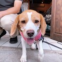 里親決定！ビーグルの女の子