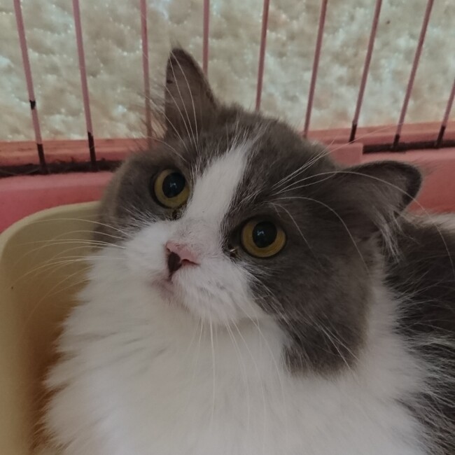 小町ママのカバー写真