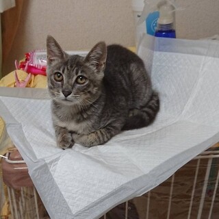 とんぼくん　おとなしい４～５ヶ月くらいの男の子