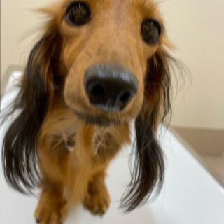 ☆どるるちゃん☆里親さま決定☆