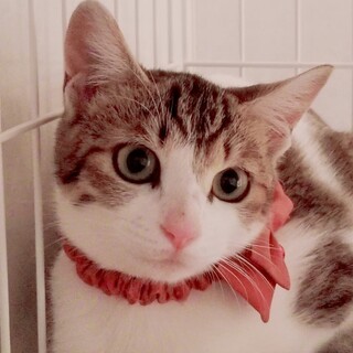 やっとお外を卒業☘️美形キジ白に〜なちゃん